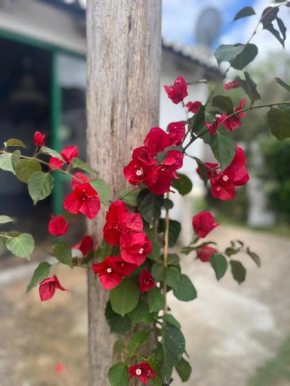 Techos amarillos 3